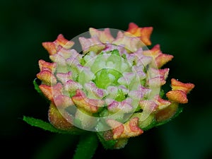 Closeup, Beautiful Bud flower Lantana urticoides with green, yellow, red wine color in the garden a with natural Background