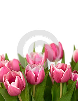 Closeup of beautiful bunch of pink tulips isolated against white background with copyspace. Macro view of vibrant