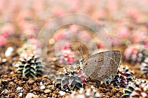 Closeup  Beautiful butterfly on cactus