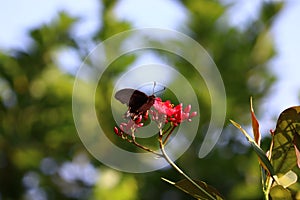 Closeup beautiful butterfly & red flower in the garden