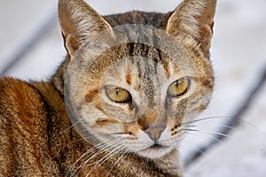 Closeup of a beautiful cate looking at the camera