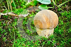 Closeup of a beautiful cepe (Boletus edulis)