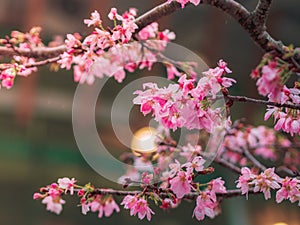 Closeup beautiful Cherry blossom or Sakura flowers in spring season.