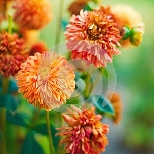 Closeup beautiful chrysanthemum flowers