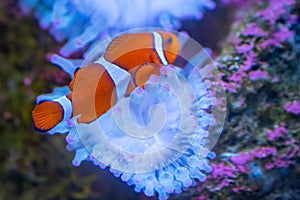 Closeup of a beautiful clownfish swimming in the fish tank