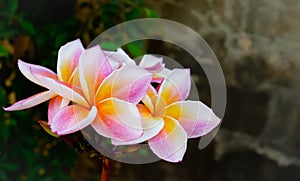 CloseUp beautiful colorful flower booming in the garden