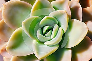 Closeup  beautiful colorful  flower of succulent cactus, echeveria
