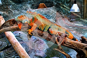 Closeup of a beautiful colorful iguana in the terrarium. Reptile
