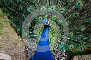 Closeup of a beautiful and colorful male peacock