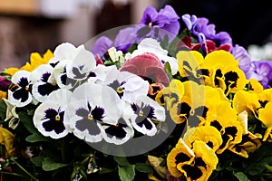 Closeup of beautiful colorful pansy flowers in a bouquet on a blurry backgrou