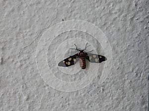 Closeup of beautiful and colorful white dot, black and orange color Indian butterfly sitting on white wall background