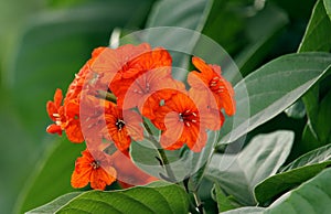 Closeup of beautiful Cordia sebestena