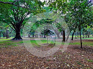 Closeup of beautiful Cubbon Park landscape view with old and new trees distribute water though sprinkling irrigation