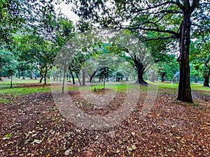 Closeup of beautiful Cubbon Park landscape view with old and new trees distribute water though sprinkling irrigation