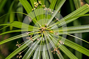 Closeup of a beautiful Cyperus papyrus plant / flower