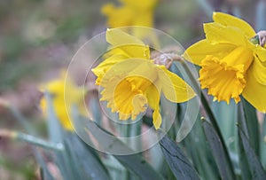 closeup on beautiful daffodils blooming