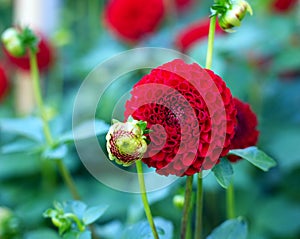 Closeup of a beautiful Dahlia Cornel.