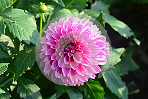 Closeup of Beautiful dahlia flower