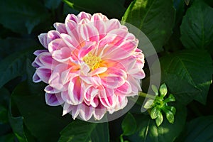 Closeup of Beautiful dahlia flower