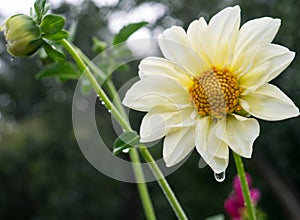 Closeup of Beautiful dahlia flower in full bloom in the garden