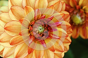Closeup of a Beautiful Dahlia Flower in Vibrant Colors