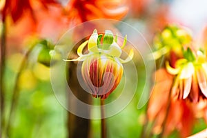 Closeup of a beautiful Dahlia pinnata flower growing in a garden