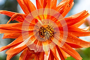 Closeup of a beautiful Dahlia pinnata flower growing in a garden