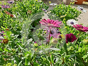 A closeup of the beautiful daisy flowers