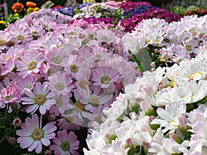 A closeup of the beautiful daisy flowers