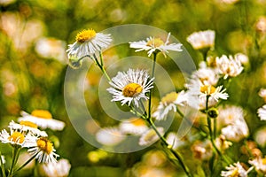 Closeup of beautiful daisy flowers growing in a field during sunrise