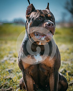 Closeup of beautiful dark brown XL Bully dog with the leash and cut made ears