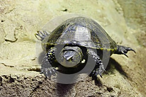 Closeup of a beautiful dark turtle basking in the sun