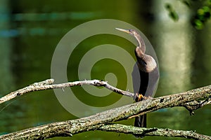 Closeup of a beautiful darter bird sitting on a tree branch above a tranquil lake