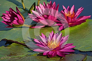 Closeup of beautiful Detective Erika waterlilies in the pond