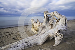 Closeup of beautiful driftwood lying on sandy shore of tranquil