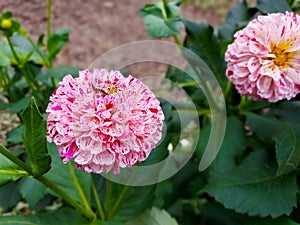 Closeup of beautiful and elegant pink dahlias