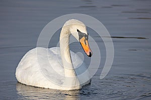 Closeup of a beautiful elegant white swan swimming in the lake