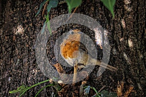 Closeup of a beautiful European robin bird on a tree in a park