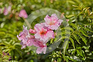 Closeup of beautiful evergreen podranea ricasoliana or trumpet vine foliage with vibrant petals blooming and blossoming