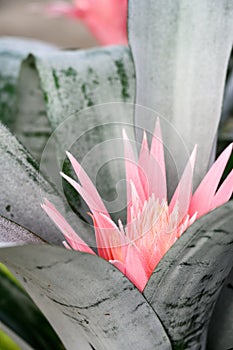 Closeup of beautiful exotic pink flower blooming on an Aechmea Fasciata plant