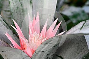 Closeup of beautiful exotic pink flower blooming on an Aechmea Fasciata plant