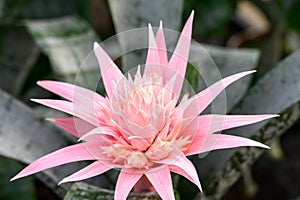 Closeup of beautiful exotic pink flower blooming on an Aechmea Fasciata plant