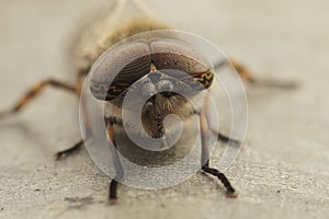 Closeup on the beautiful eyes of a European horsefly, Tabanidae species
