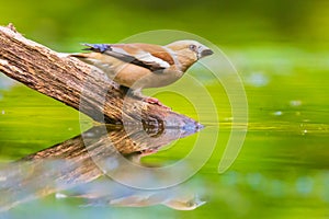 Closeup of a beautiful female wet hawfinch, Coccothraustes coccothraustes drinking, washing, preening and cleaning in water