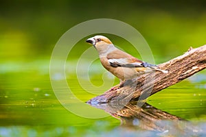 Closeup of a beautiful female wet hawfinch, Coccothraustes coccothraustes drinking, washing, preening and cleaning in water