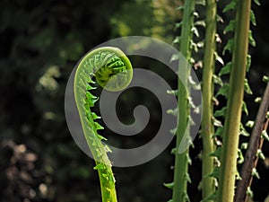 Closeup of beautiful fern tree curl up into spiral shape