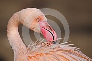 Closeup of a beautiful flamingo.
