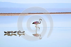 Closeup a Beautiful Flamingo with Group of Baby Birds of Andean Avocets in Chaxa Lagoon, Part of Salar de Atacama Salt Flat