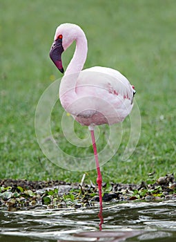 Closeup of a beautiful Flamingo standing on one le