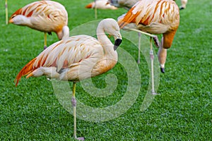 Closeup of beautiful flamingos group sleeping on the grass in the park. Vibrant birds on a green lawn on a sunny summer